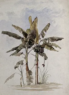 Guyana Prints: Two banana plants (Musa species)