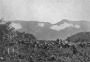 Sudeste Prints: Bananal (Cubatao), (Bananas, Cubato), 1895. Artist: Johan Albert Constantin Lofgren