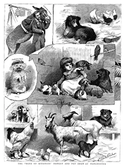 Rabbits Prints: The Band of Kindness Donkey and Pet show at Manchester