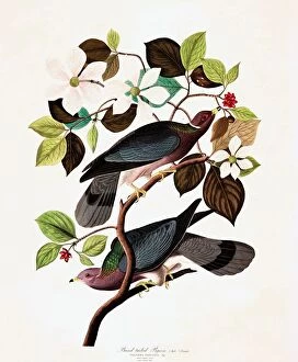 Band Tailed Pigeon, Columba Fasciata, 1845