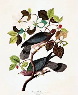 John James Audubon 1785 1851 Prints: Band Tailed Pigeon, Columba Fasciata, 1845