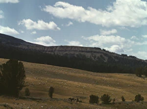 Bands of sheep on the Gravelly Range at the foot of Black Butte, Madison County, Montana, 1942. Creator: Russell Lee