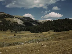 Bands of sheep on the Gravelly Range at the foot of Black Butte, Madison County, Montana, 1942. Creator: Russell Lee