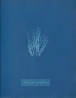 Bangia fusco-purpurea, ca. 1853. Creator: Anna Atkins