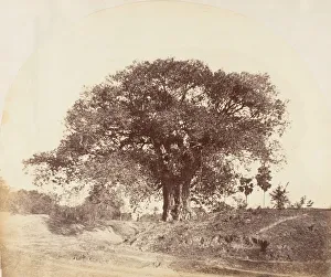 Hill Captain R B Prints: [Banian Tree], 1850s. Creator: Captain R. B. Hill