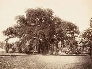 Commissioner Prints: Banian Tree in Commissioner Grotes Garden, Alipoor, Calcutta, 1858-61. Creator: Unknown