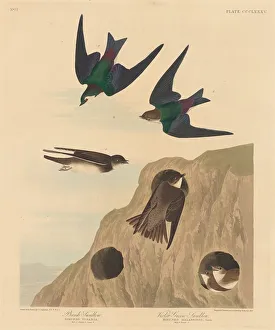 Bank Swallow and Violet-green Swallow, 1837. Creator: Robert Havell Bank Swallow and Violet-green Swallow, 1837. Creator: Robert Havell