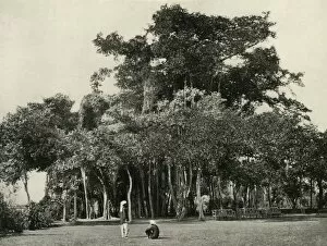 British Government In India Gallery: The Banyan Tree, Barrackpore, 1870, (1925). Creator: Unknown