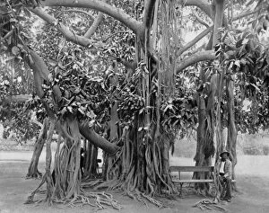 Banyan tree, Kingston Park, Jamaica, c1905.Artist: Adolphe Duperly & Son