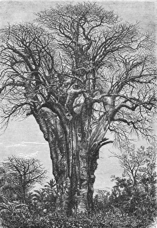 The Baobab (Adansonia digitata, Linn.), 1875. Creator: W. Carruthers