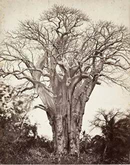 Claude Joseph Désiré Charnay Gallery: Baobab a Moheli, 1863. Creator: Desire Charnay