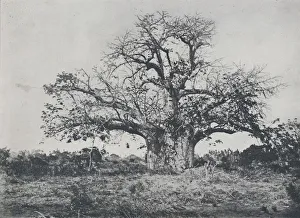 Adam Charles Black Prints: Baobab-Tree, 1924. Artist: John Kirk