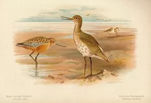 Charles Whymper Gallery: Bar-Tailed Godwit (Limosa rufa), Common Redshank (Totanus), 1900, (1900). Artist: Charles Whymper