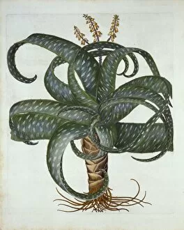 Cactus Gallery: Barbados Aloe, from Hortus Eystettensis, by Basil Besler (1561-1629) pub. 1613