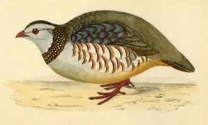 Crouching Prints: Barbary Partridge, late 19th century. Creator: Unknown
