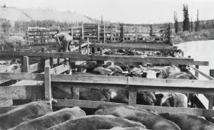 Enclosure Prints: Barge of cattle, between c1900 and 1916. Creator: Unknown