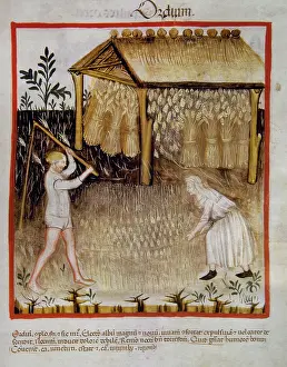 Barley, 14th century. Creator: Unknown