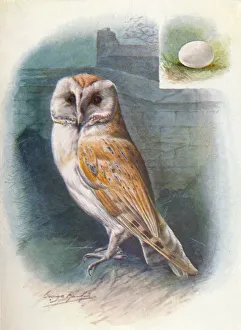 Nocturnal Prints: Barn-Owl - Strix flam mea, c1910, (1910). Artist: George James Rankin