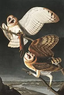 Barn Owl, Tyto Alba, 1845