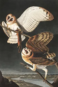 Nocturnal Prints: Barn Owl, Tyto Alba, 1845
