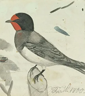 Barn Swallow, 1830. Creator: Ferdinand von Wright