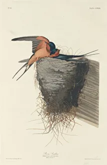 Animal Home Prints: Barn Swallow, 1833. Creator: Robert Havell