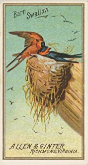Animal Home Prints: Barn Swallow, from the Birds of America series (N4) for Allen &amp