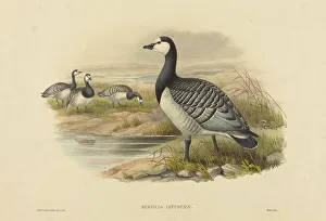 Joseph Wolff Prints: Barnacle Goose (Bernicla Leucopsis). Creators: Joseph Wolf, HC Richter