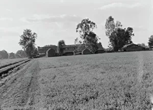 Ranch Prints: Barns of the old Mineral King Ranch seen across alfalfa field