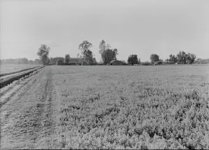 Ranch Prints: Barns of the old Mineral King Ranch seen across alfalfa field