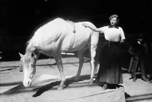 Circus Prints: Barnum-Bailey Show - Model Artist Horse Posing