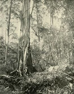 Height Gallery: The Baron, a Noted Tall Tree, 1901. Creator: Unknown