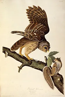Audubon Prints: The barred owl. From The Birds of America, 1827-1838. Creator: Audubon