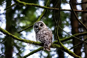 Pacific North West Prints: Barred Owl. Creator: Joshua Johnston