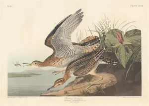 Sandpiper Prints: Bartram Sandpiper, 1836. Creator: Robert Havell