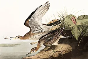 John James Audubon 1785 1851 Prints: Bartram Sandpiper, Bartramia Longicauda, 1845