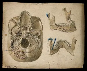 Cross Section Prints: Base of the skull, with details showing the lower jaw, 1854/02/25. Creator: J.C. Whishaw