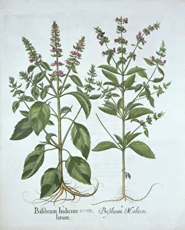 German School 17th Century Prints: Basil, from Hortus Eystettensis, by Basil Besler (1561-1629), pub