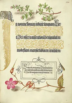 Geranium Prints: Basil Thyme, Insect, and Herb Robert