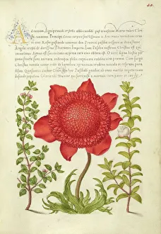 Basil Prints: Basil Thyme, Poppy Anemone, and Myrtle