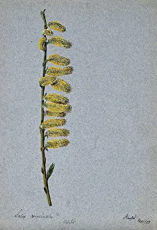 Basketry Prints: Basket willow (Salix viminalis): flowering stem, 1903. Creator: Unknown