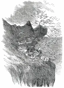 Seabird Prints: The Bass Rock, 1850. Creator: Unknown