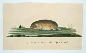 Sketch Book Prints: Bathyergus janetta (Namaqua dune mole-rat), 1777-1786. Creator: Robert Jacob Gordon