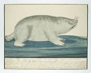 Sketch Book Prints: Bathyergus suillus (Cape dune mole-rat), 1778. Creator: Robert Jacob Gordon