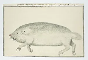 Sketch Book Prints: Bathyergus suillus (Cape dune mole-rat), 1777. Creator: Robert Jacob Gordon