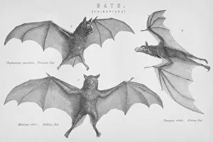 Chiroptera Collection: Bats. (Chiroptera), 1885