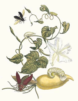 Botanical Illustration Gallery: Battattes. From the Book Metamorphosis insectorum Surinamensium, 1705