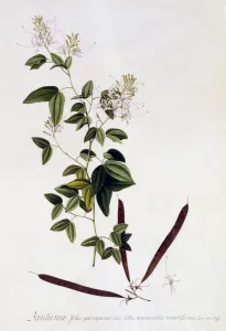 Bauhinia, c. 1745 (hand coloured engraving)