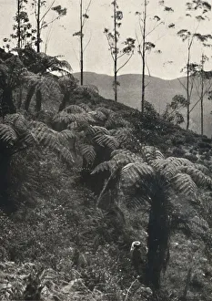 Tree Fern Prints: Baumfarne (Alsophila crinita u. a. ), 1926