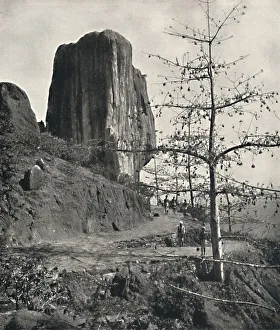 Baumwollbaum (Bombax malabaricum) mit reifen Samen, 1926